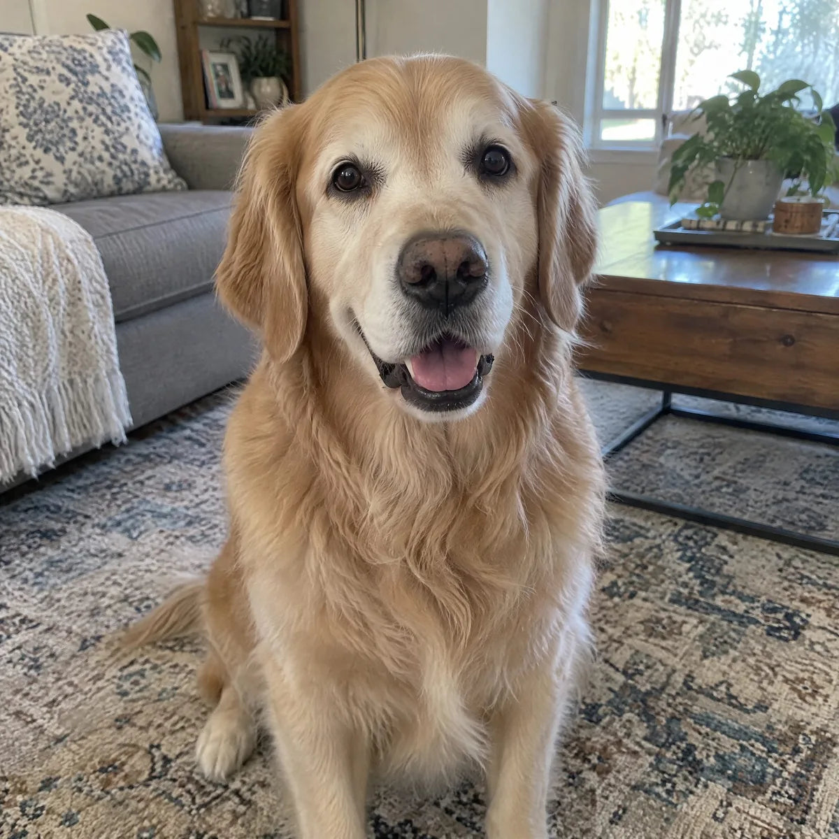 Example: a clear, close-up pet photo